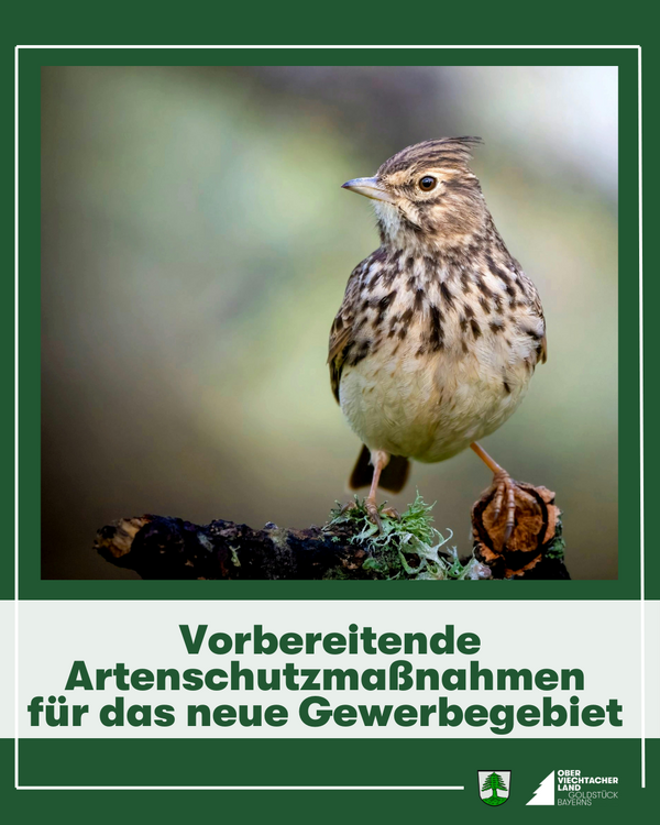 Bild vergr&ouml;&szlig;ern: 2026_02_09 Feldlerche